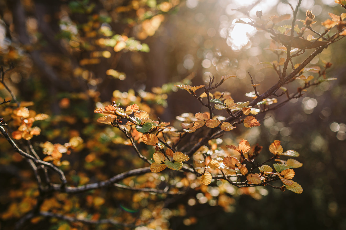 Greeting Card - Tasmanian Fagus Tree