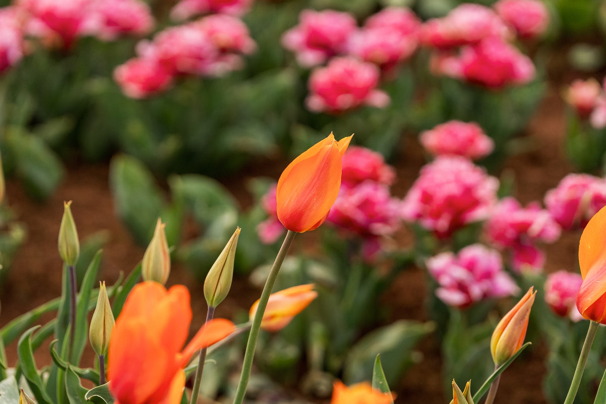 Greeting Card - Tablet Cape Tulips