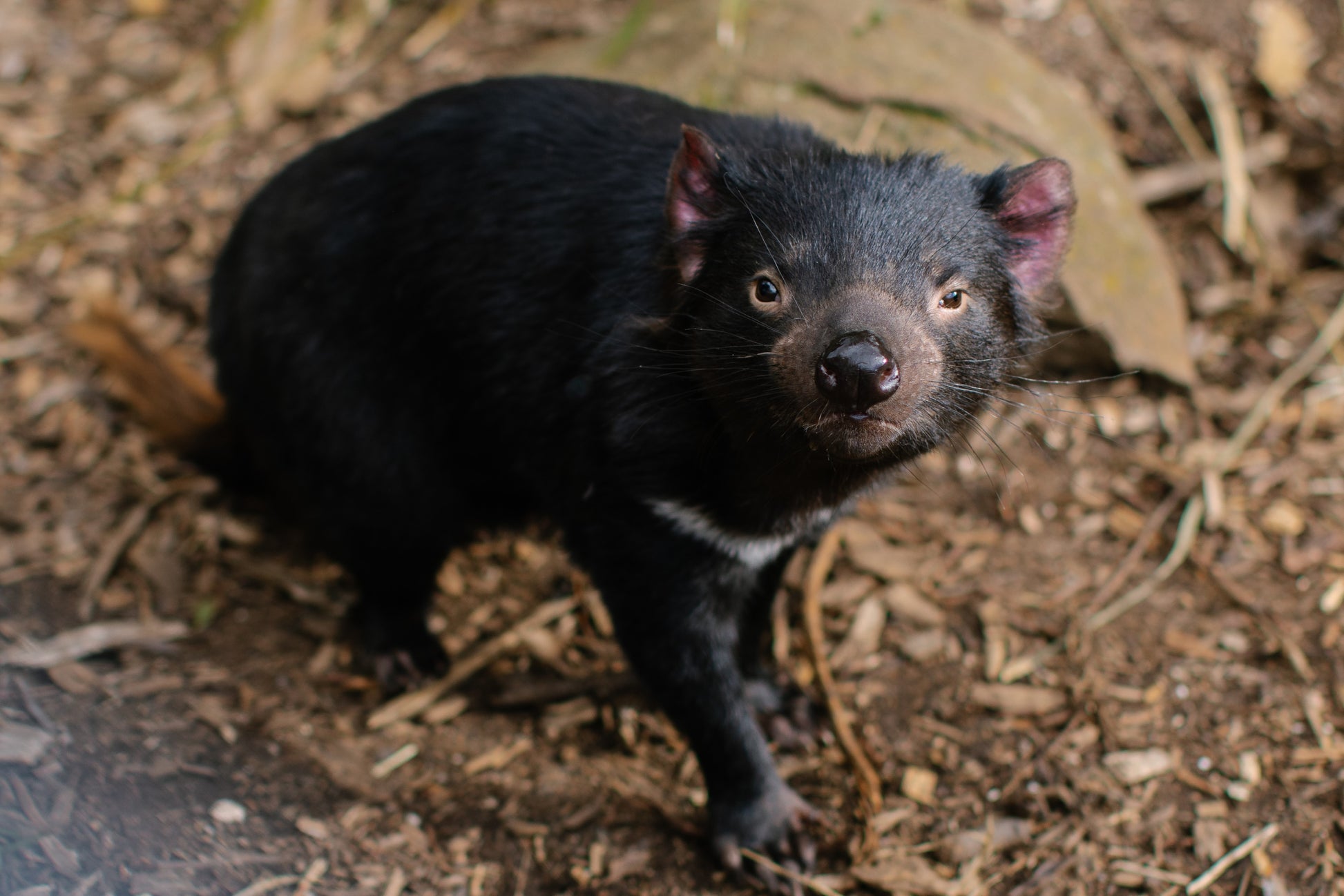 Greeting card featuring an illustration of a Tasmanian Devil on front.