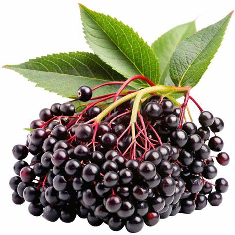 Bunch of premium qulaity tasmanian elderberries with green leaves