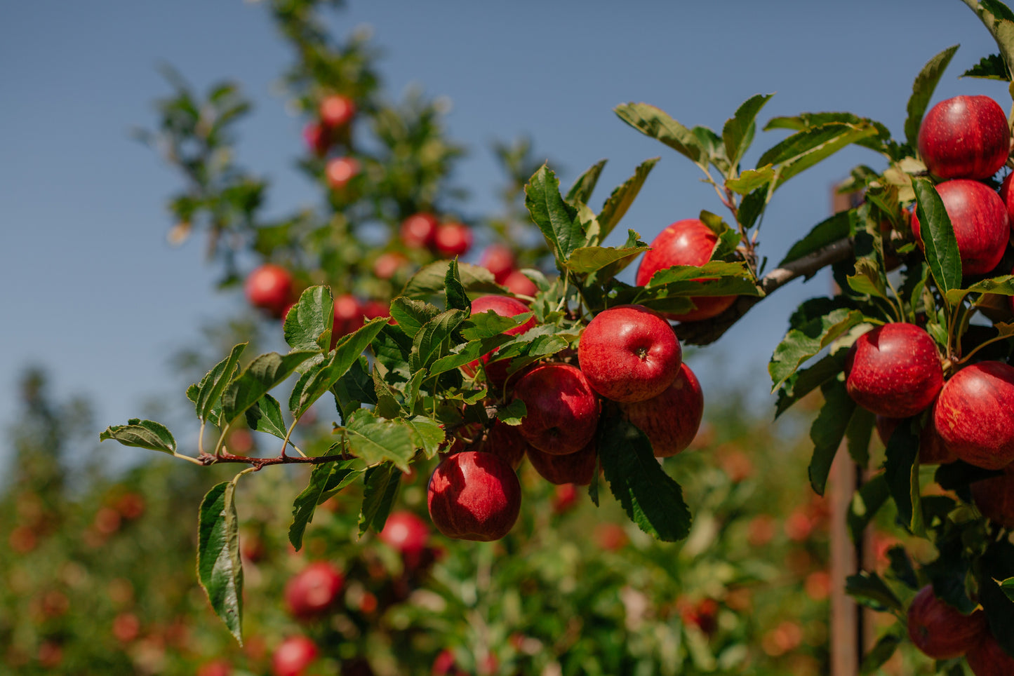 range Tasmania greeting card image of a Tasmanian apple orchard with bright red apples