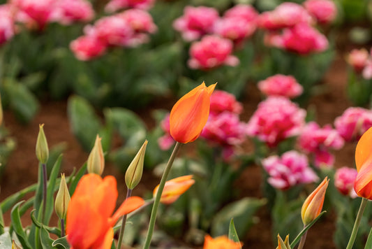 Greeting Card - Tablet Cape Tulips