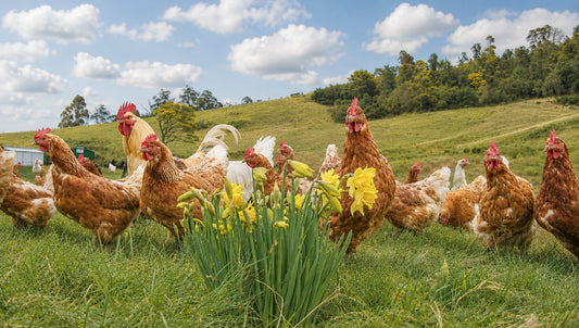 Greeting Card - Cackleberry Farm Chooks