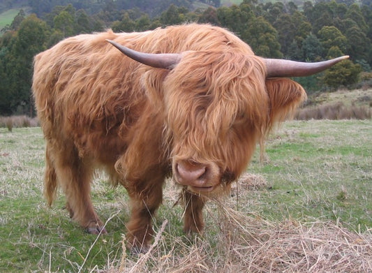 Our friendly scottish highland bull called Hamish who sadly is no longer with us.