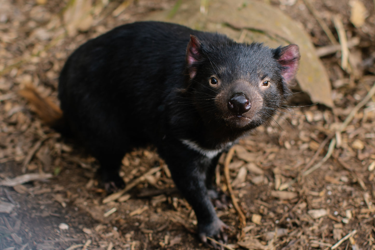 Greeting Card - Tasmanian Devil