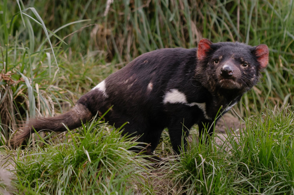 Greeting Card - Tasmanian Devil