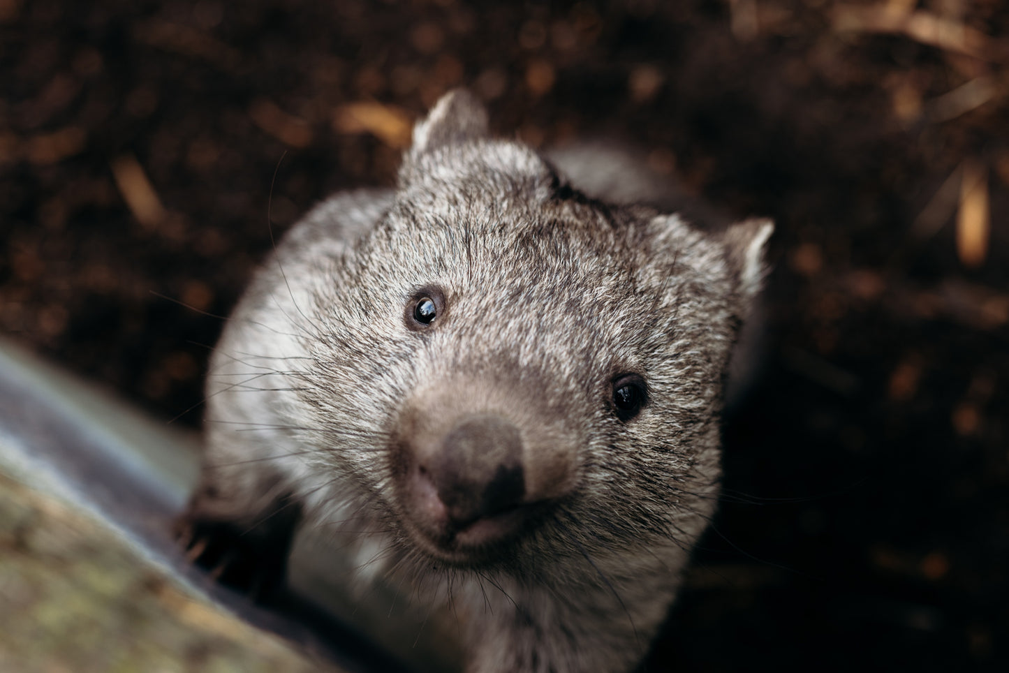 range Tasmania greeting card image of a wombat at Bonorong wildlife sanctuary Tasmania