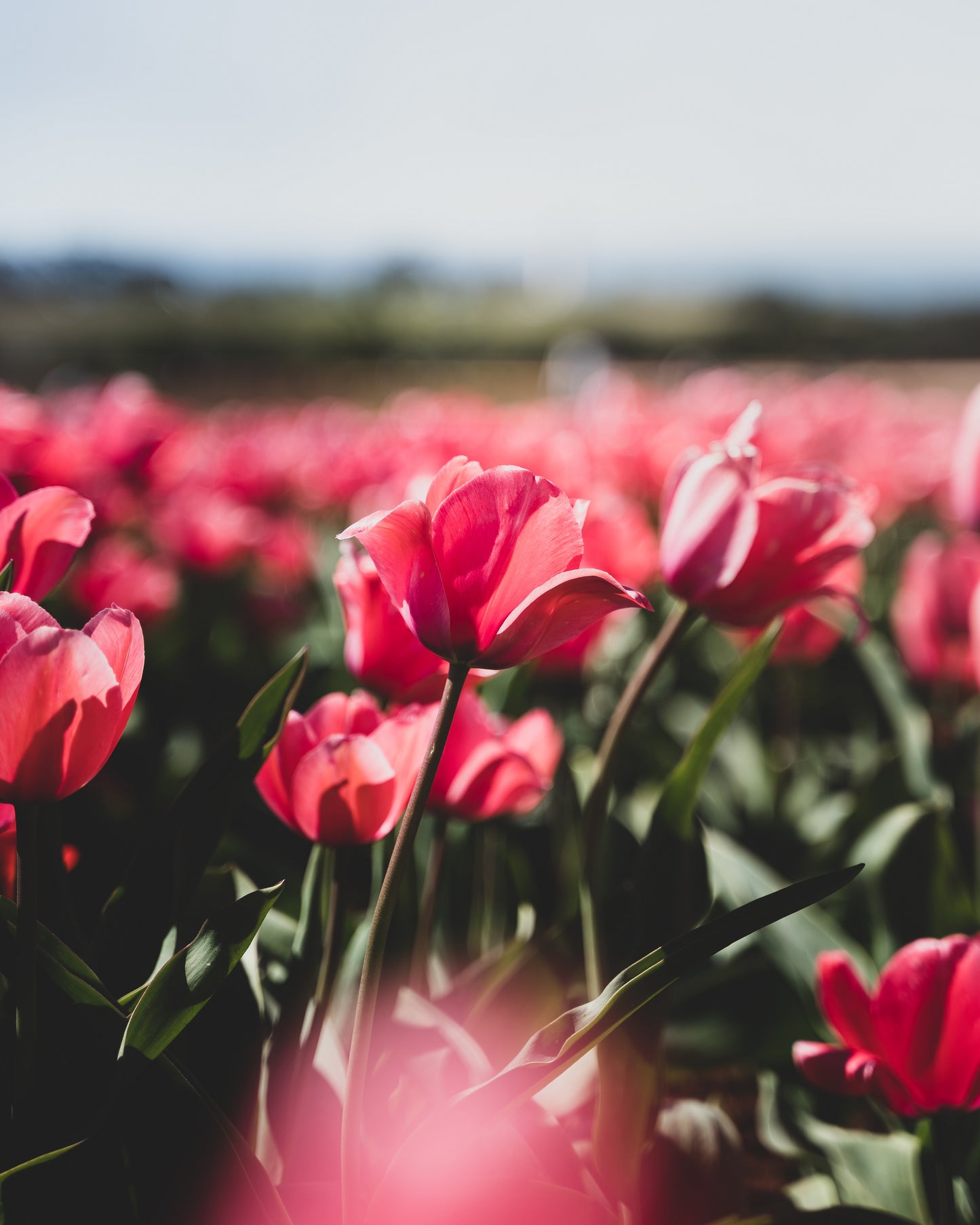 range Tasmania greeting card image of a Tasmania Tulip farm showing vivid pink tulips