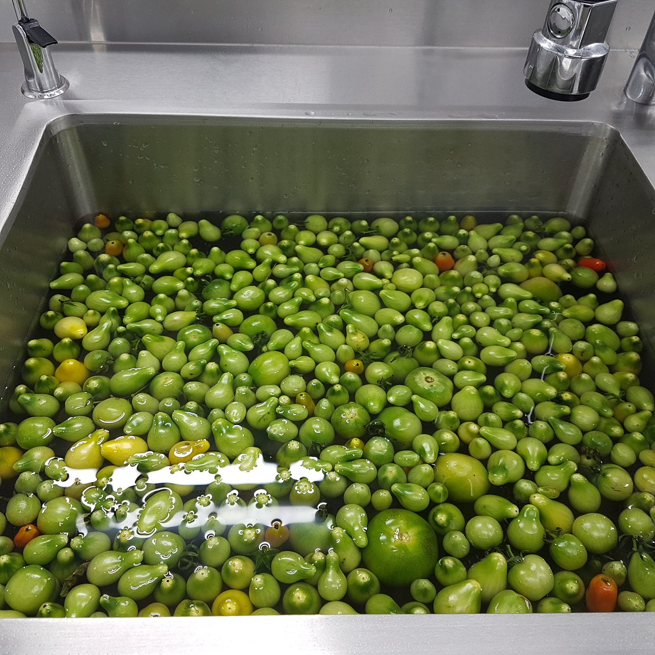 green tomatoes in sink being washed before being used to make range Tasmania green tomato and Tasmanian pepperberry pickle